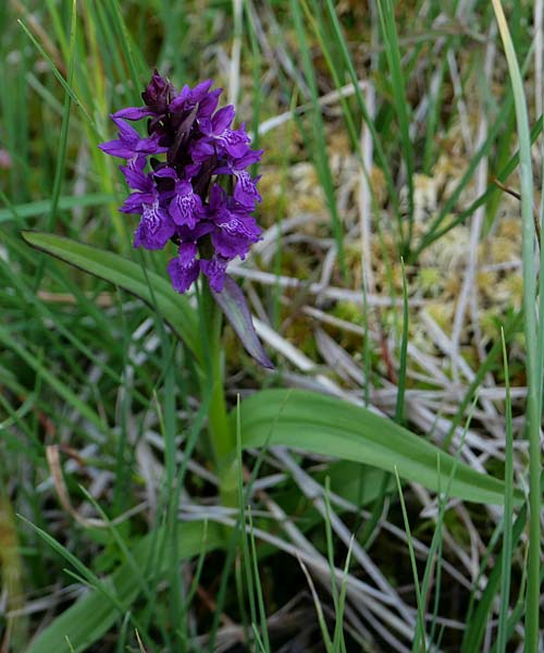 Dactylorhiza majalis subsp. turfosa \ Torf-Fingerwurz / Turf Marsh Orchid, Tschechien/Czechia,  umava 14.6.2023 (Photo: Jan Kocna)