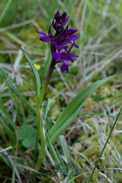 Dactylorhiza majalis subsp. turfosa \ Torf-Fingerwurz / Turf Marsh Orchid, Tschechien/Czechia,  umava 14.6.2023 (Photo: Jan Kocna)
