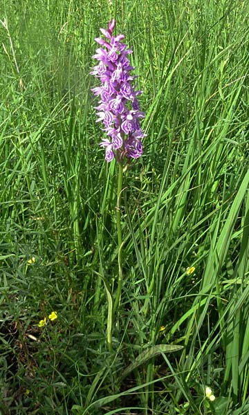 Dactylorhiza maculata x majalis, Tschechien/Czechia,  Cesk Lpa 24.6.2021 (Photo: Jan Kocna)