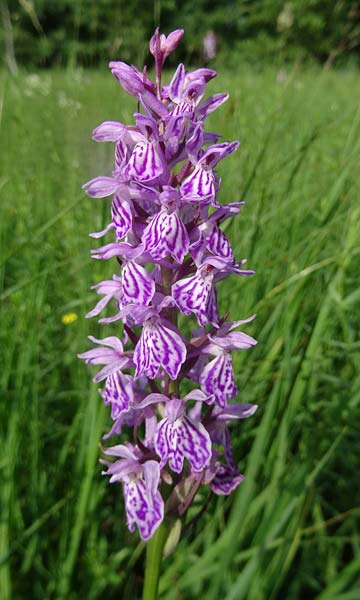 Dactylorhiza maculata x majalis, Tschechien/Czechia,  Cesk Lpa 24.6.2021 (Photo: Jan Kocna)