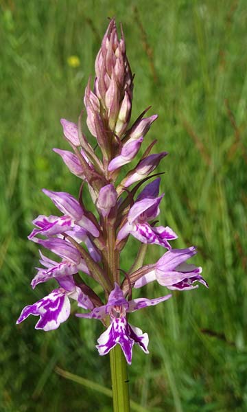 Dactylorhiza maculata x majalis, Tschechien/Czechia,  Cesk Lpa 27.6.2021 (Photo: Jan Kocna)