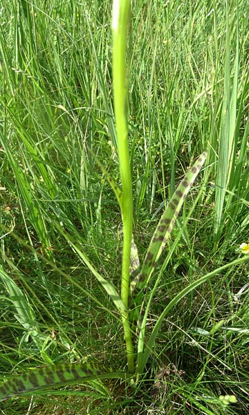 Dactylorhiza maculata x majalis, Tschechien/Czechia,  Cesk Lpa 24.6.2021 (Photo: Jan Kocna)