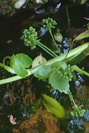 Apium nodiflorum \ Knotenbltige Sellerie / Fool's Water-Cress, D Bruchsal-Heidelsheim 1.10.2015