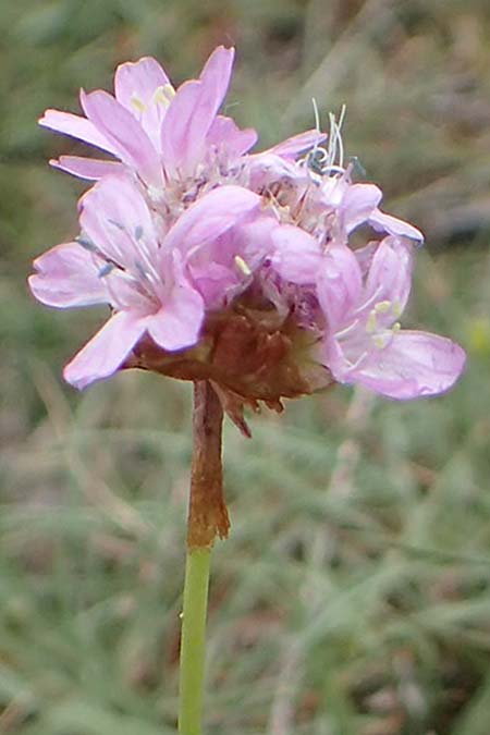 Armeria maritima subsp. hornburgensis \ Hornburger Grasnelke / Hornburg Thrift, D Sachsen-Anhalt, Hornburg 7.6.2022