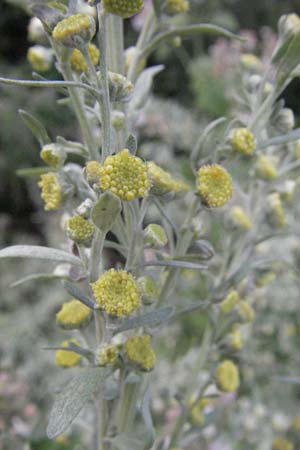 Artemisia absinthium \ Wermut / Wormwood, D Mannheim 28.6.2007