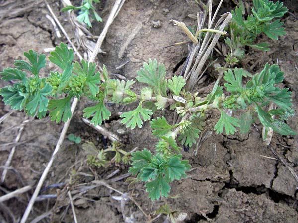 Aphanes arvensis \ Gewhnlicher Ackerfrauenmantel / Field Parsley Piert, D Hardheim 26.7.2007