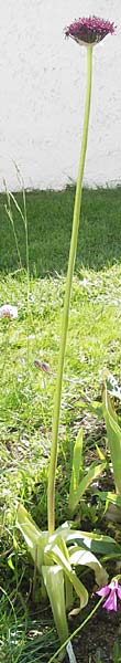 Allium atropurpureum \ Granat-Kugel-Lauch / Purple Flowering Onion, D  8.6.2013