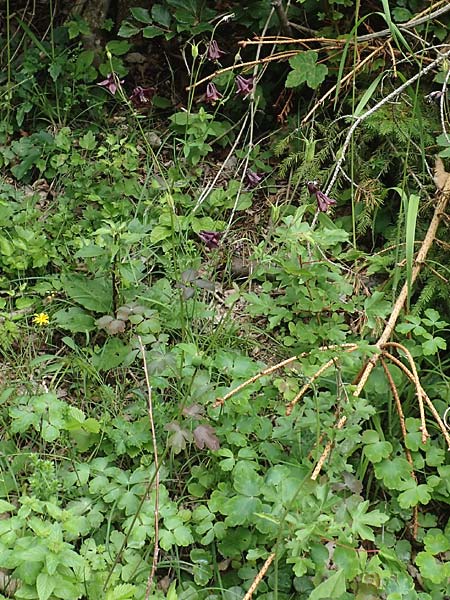 Aquilegia atrata \ Schwarzviolette Akelei / Dark Columbine, D Mühlheim an der Donau 20.6.2015