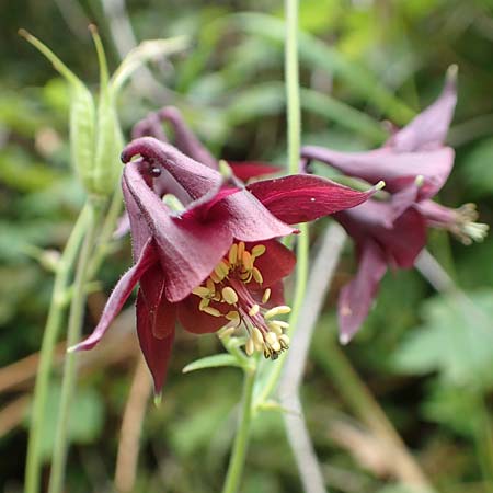 Aquilegia atrata \ Schwarzviolette Akelei / Dark Columbine, D Mühlheim an der Donau 20.6.2015