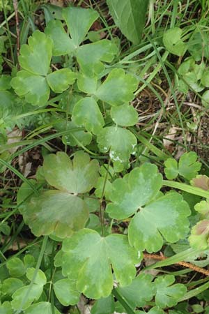 Aquilegia atrata \ Schwarzviolette Akelei / Dark Columbine, D Mühlheim an der Donau 20.6.2015