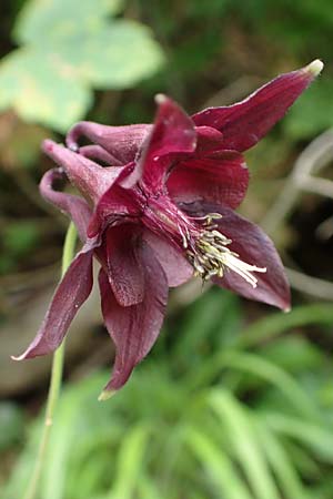 Aquilegia atrata \ Schwarzviolette Akelei / Dark Columbine, D Mühlheim an der Donau 20.6.2015