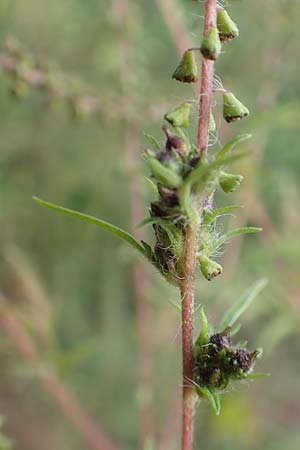 Ambrosia artemisiifolia \ Hohe Ambrosie, Aufrechtes Traubenkraut / Ragweed, D Reilingen 24.9.2015
