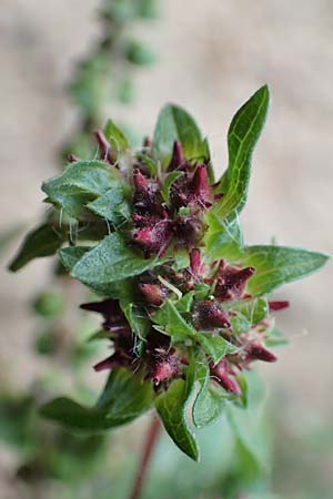 Ambrosia artemisiifolia \ Hohe Ambrosie, Aufrechtes Traubenkraut / Ragweed, D Reilingen 24.9.2015