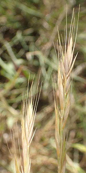 Festuca bromoides \ Trespen-FederschwingelSchwingel / Brome Fescue, D Karlsruhe 10.7.2016