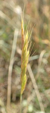 Festuca bromoides \ Trespen-FederschwingelSchwingel / Brome Fescue, D Karlsruhe 10.7.2016