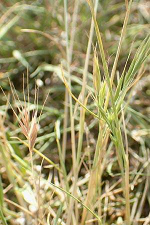 Festuca bromoides \ Trespen-FederschwingelSchwingel / Brome Fescue, D Karlsruhe 10.7.2016