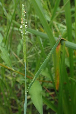 Alopecurus aequalis \ Gelbroter Fuchsschwanz / Orange Foxtail, D Groß-Gerau 28.7.2017