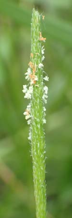 Alopecurus aequalis \ Gelbroter Fuchsschwanz / Orange Foxtail, D Groß-Gerau 28.7.2017