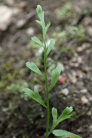 Asplenium x alternifolium, Hybrid Spleenwort Asplenium x alternifolium, Hybrid Spleenwort