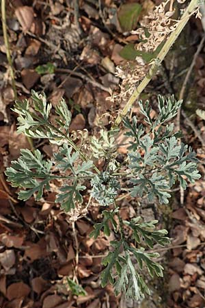 Artemisia absinthium \ Wermut / Wormwood, D Mannheim 11.10.2018