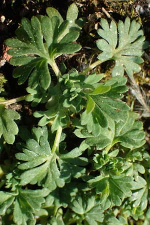 Aphanes arvensis \ Gewhnlicher Ackerfrauenmantel / Field Parsley Piert, D Aachen 11.3.2022