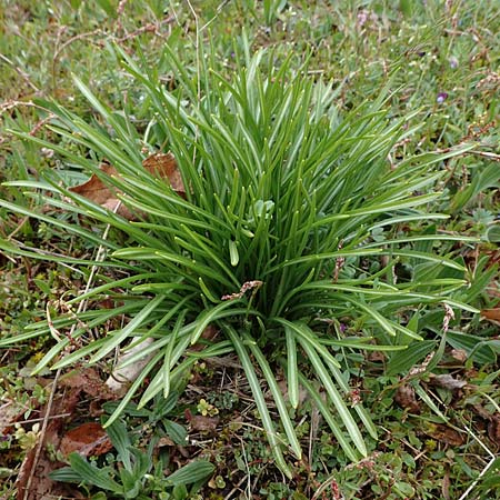 Ornithogalum angustifolium \ Schmalblttriger Milchstern / Narrow-Leaved Star of Bethlehem, D Hockenheim 5.4.2022