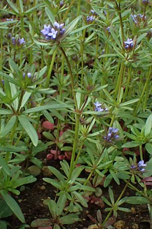 Asperula arvensis \ Acker-Meister / Blue Woodruff, D Botan. Gar.  Universit.  Ulm 26.5.2025