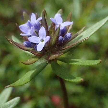 Asperula arvensis \ Acker-Meister / Blue Woodruff, D Botan. Gar.  Universit.  Ulm 26.5.2025