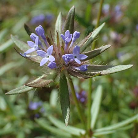 Asperula arvensis \ Acker-Meister / Blue Woodruff, D Botan. Gar.  Universit.  Ulm 26.5.2025