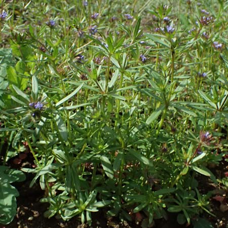 Asperula arvensis \ Acker-Meister / Blue Woodruff, D Botan. Gar.  Universit.  Ulm 26.5.2025