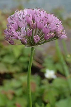 Allium angulosum \ Kanten-Lauch / Angle Onion, D Mannheim 23.8.2025