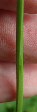 Allium angulosum \ Kanten-Lauch / Angle Onion, D Mannheim 23.8.2025
