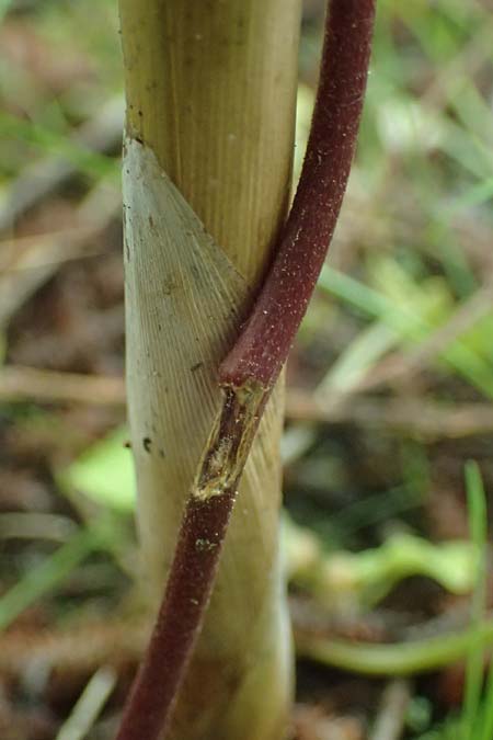 Apios americana \ Erdbirne / Groundnut, Hopniss, D Gernsbach 17.5.2026