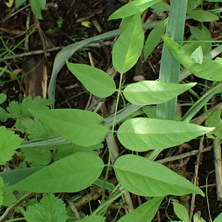 Apios americana \ Erdbirne / Groundnut, Hopniss, D Gernsbach 17.5.2026