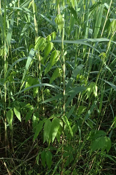 Apios americana \ Erdbirne / Groundnut, Hopniss, D Gernsbach 17.5.2026