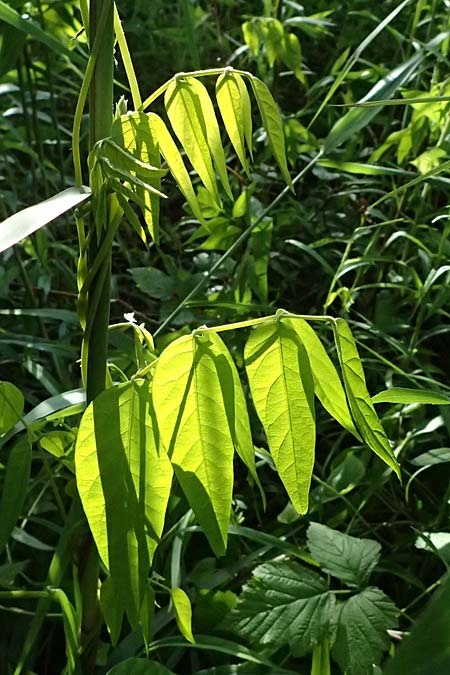 Apios americana \ Erdbirne / Groundnut, Hopniss, D Gernsbach 17.5.2026