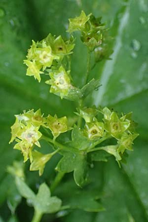 Alchemilla baltica \ Baltischer Frauenmantel / Baltic Lady's Mantle, D Schwarzwald/Black-Forest, Belchen 13.7.2021