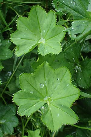 Alchemilla baltica \ Baltischer Frauenmantel / Baltic Lady's Mantle, D Schwarzwald/Black-Forest, Belchen 13.7.2021