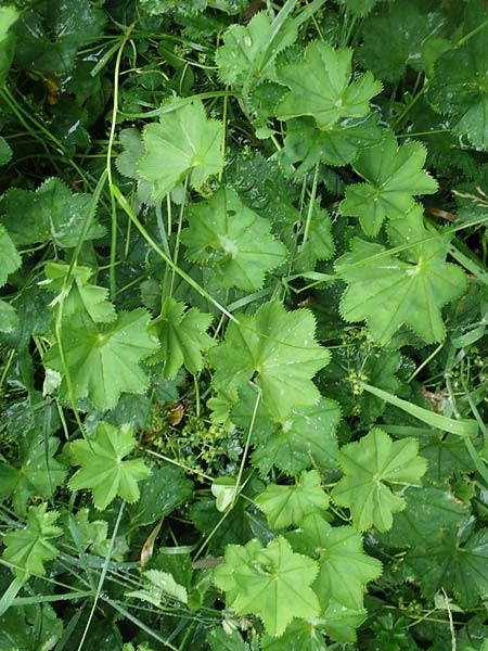 Alchemilla baltica \ Baltischer Frauenmantel / Baltic Lady's Mantle, D Schwarzwald/Black-Forest, Belchen 13.7.2021