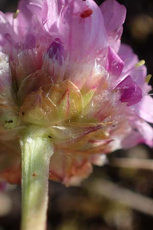Armeria maritima subsp. bottendorfensis \ Bottendorfer Grasnelke / Bottendorf Thrift, D Thüringen, Bottendorf 13.6.2023