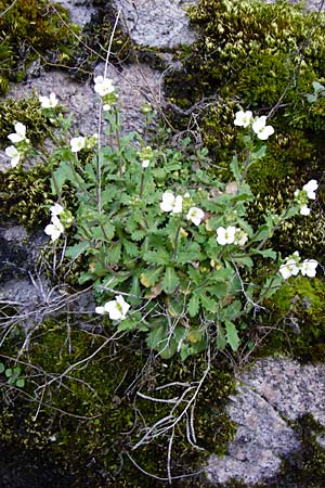 Arabis alpina subsp. caucasica \ Kaukasische Gnsekresse / Wall Rock-Cress, D Odenwald, Lindenfels 4.3.2014