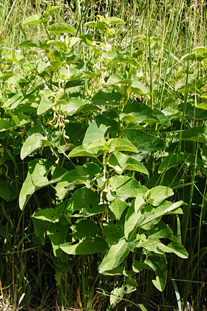 Aristolochia clematitis \ Echte Osterluzei / Birthwort, D Tübingen 3.6.2015