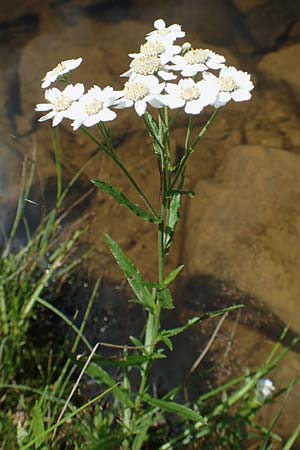 Achillea ptarmica agg. \ Sumpf-Schafgarbe / Sneezewort, D Schwarzwald/Black-Forest, Kniebis 5.8.2015