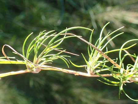 Agrostis canina \ Hunds-Straugras / Velvet Bentgrass, D Odenwald, Hammelbach 2.10.2015