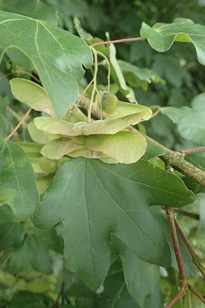Acer campestre \ Feld-Ahorn / Field Maple, D Obernburg am Main 11.6.2016