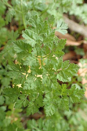 Anthriscus caucalis \ Hunds-Kerbel / Bur Chervil, D Mannheim 17.9.2017