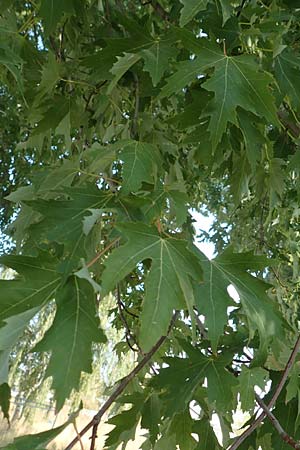 Acer saccharinum \ Silber-Ahorn / Silver Maple, D Mannheim 19.9.2018