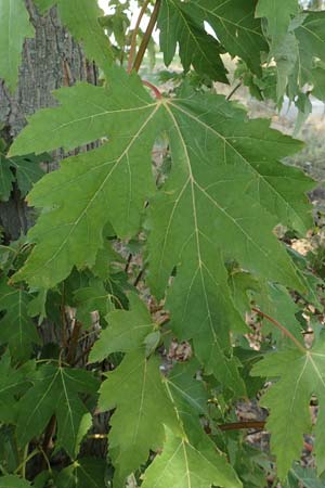 Acer saccharinum \ Silber-Ahorn / Silver Maple, D Mannheim 19.9.2018