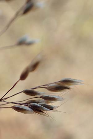 Aira multiculmis \ Vielstngelige Haferschmiele / Multi-Stemmed Hair-Grass, D Hockenheim 4.6.2019