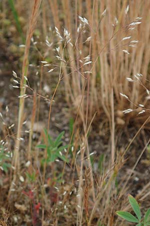 Aira caryophyllea \ Nelken-Haferschmiele / Common Silver Hair-Grass, D Hockenheim 6.6.2019
